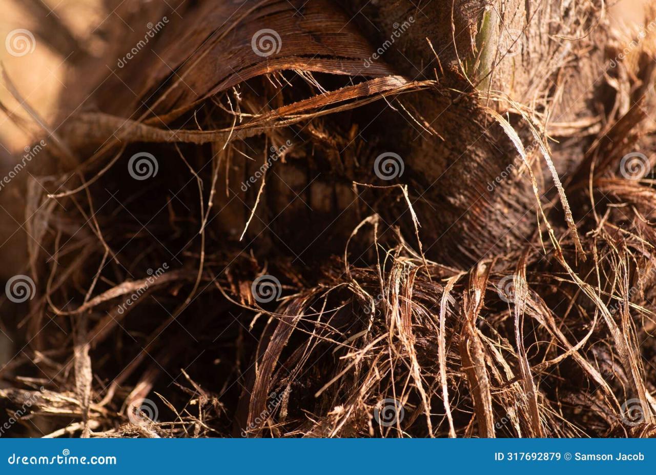 Palm kernel tree