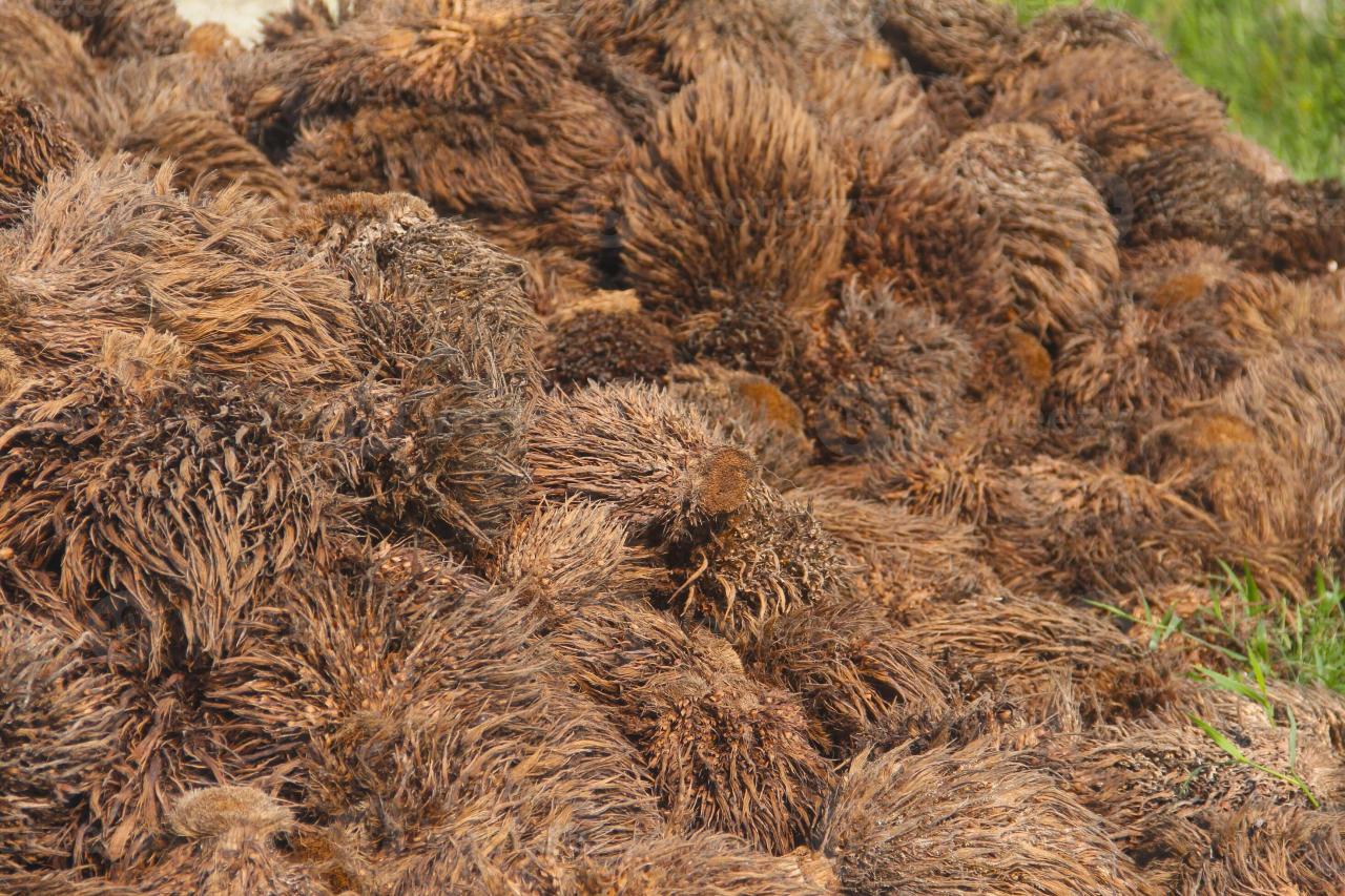 What is Palm Oil? From Seed to Harvest | Palm Oil Plantation How to store palm oil for a long time