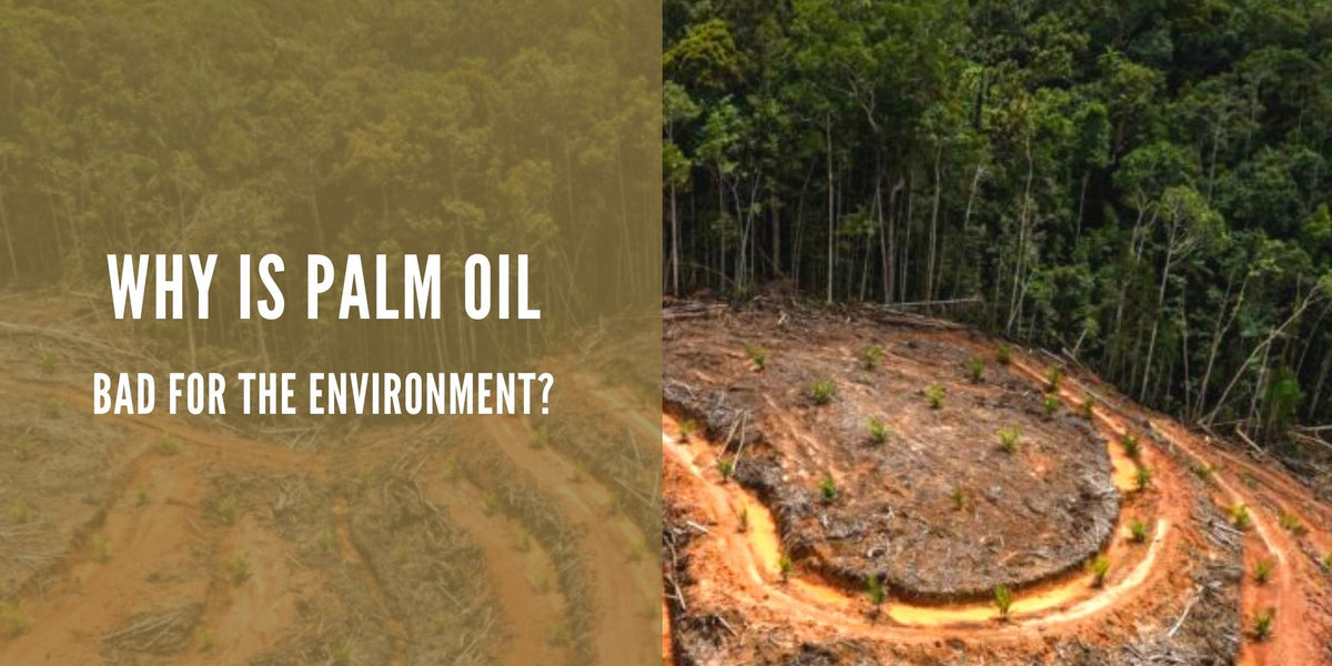 Damage emissions plantations sawit kebun peat plantation preparing swamp deforestation dibanding baru menghasilkan lama emisi kali dua drainage nottingham ones How does palm oil damage the environment